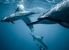 雪天怕滑倒？这样走路试试